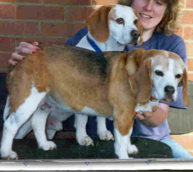 Picture of Rocky and Beauty with their mum